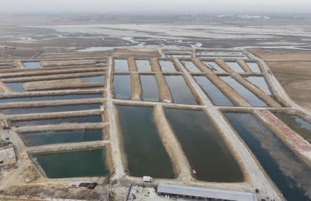 18万只蟹苗“安家”塔克拉玛干沙漠