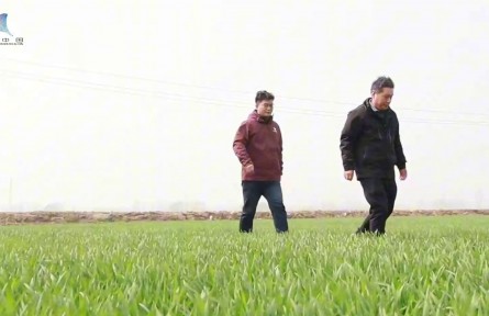 小麦春管黄金20天，农业科普教你“看苗下菜”