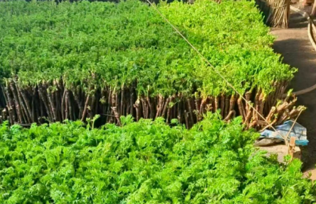 吉林省农村产权交易市场助力“闲置棚”变“增收棚”