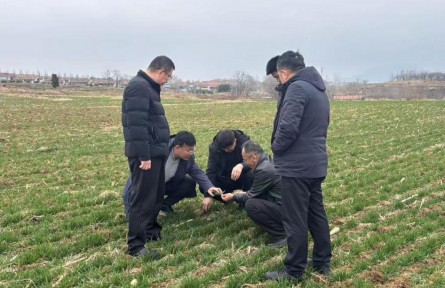 山东日照：农技送田埂 “老把式”种出新“希望”