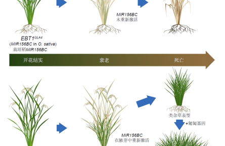 一次播种多茬收获！水稻有望突破“一岁一枯荣”