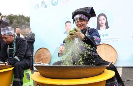 黔南都匀：春山采新芽 跨界谋新篇！