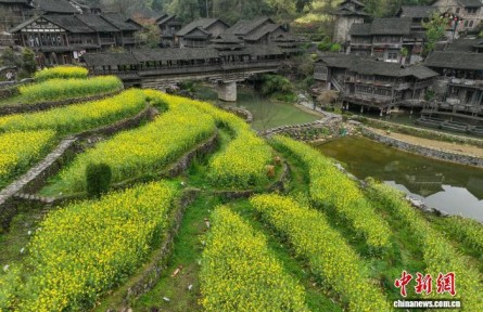 贵州遵义乌江寨：梯田油菜花绽放