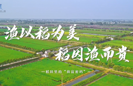 稻田里的“致富密码”