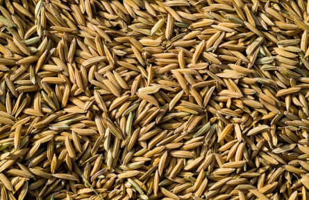 大突破！中国水稻再破世界难题，以后种地再也不用年年买种子了？