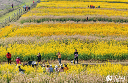 江西樟树:彩色油菜花扮靓乡村引客来