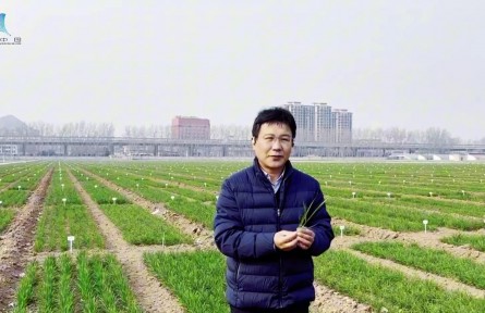 小麦弱苗多？专家教你“一肥两施、一捏一停”