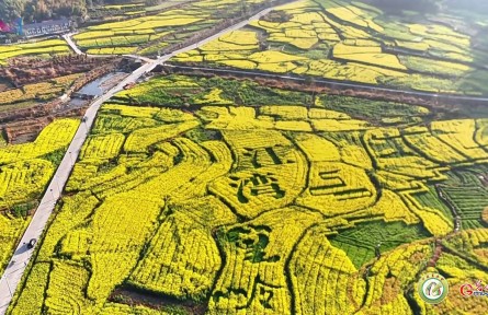 一朵油菜花如何点亮“致富路”