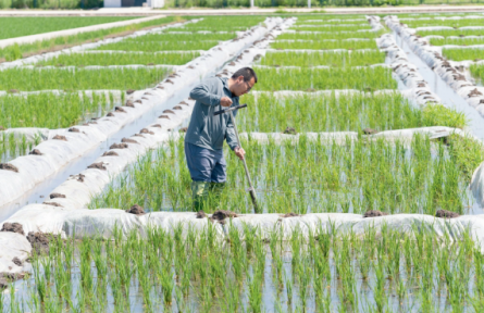 黑龙江：黑土“焕新” 筑牢大国粮仓的根基