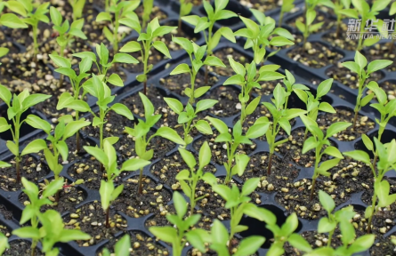 沃野千里春耕忙 广袤田园绘新景