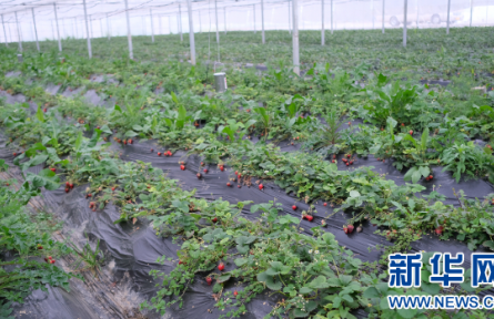 贵阳花溪：打造乡村振兴“莓”好生活