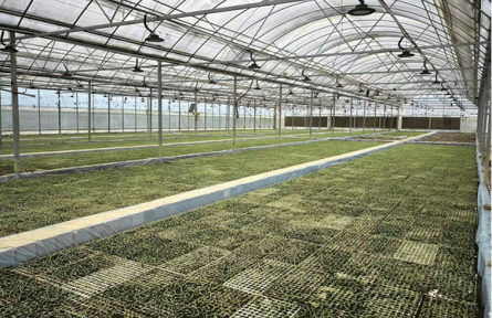 秀山县官庄街道：800万株辣椒壮苗筑牢增收根基