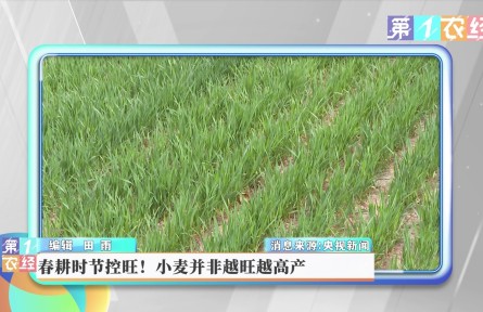 春耕时节控旺！小麦并非越旺越高产