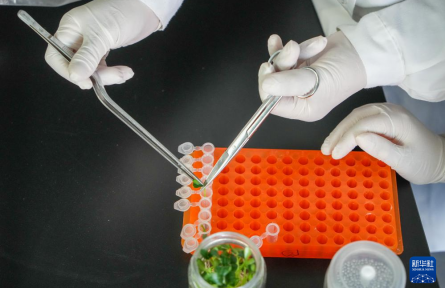 山东寿光蔬菜种质资源库储存蔬菜种质资源超2.6万份