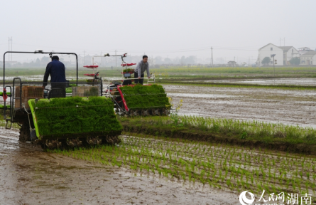田埂上的春耕会，勾勒三湘好“丰”景