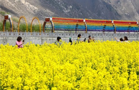 甘南舟曲：万亩油菜花绽放“藏乡江南”引客来
