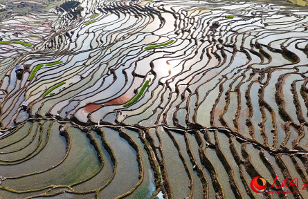 云南红河绿春：万亩梯田披新绿 春耕沃野农事忙