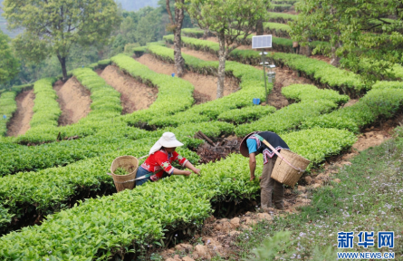 云南西双版纳勐海布朗山乡：采茶春日里 茶香迎客来