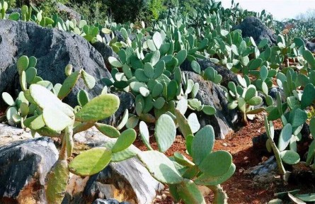 云南文山：仙人掌里观政绩