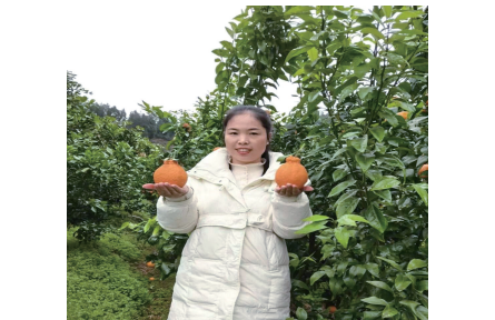 九年间，她既种果子又种“体系”  果农毛丹以联合社模式助南充柑橘“走出去”