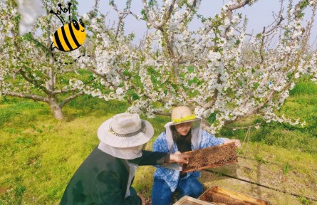 红火的日子 热腾腾的家|逐花而居 “蜂四代”酿出共富“甜蜜家园”