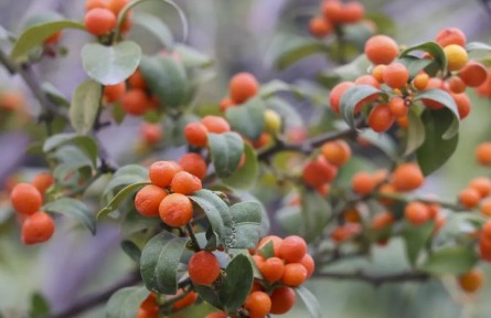 穿越500年，这颗小金豆不简单！