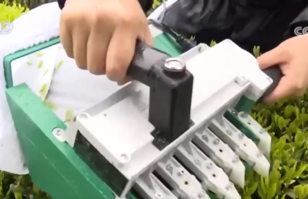 看见2030 “十五五”新图景 | 高科技装备成“新宠” 传统茶园“数智”飘香