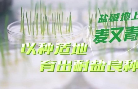 盐碱地上麦又青：以种适地，育出耐盐良种