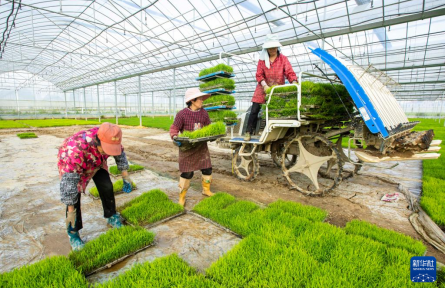 清明种得一田春