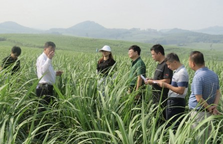一株甜透八桂“糖罐子”的“宿根蔗”——记广西农垦昌菱农场有限公司技术总监陆辉德