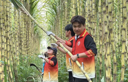 政企社同心助农!这场“甜蜜行动”破解甘蔗滞销难题