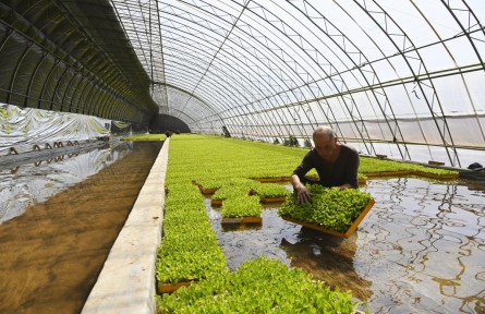 北京延庆：水培园里春管忙