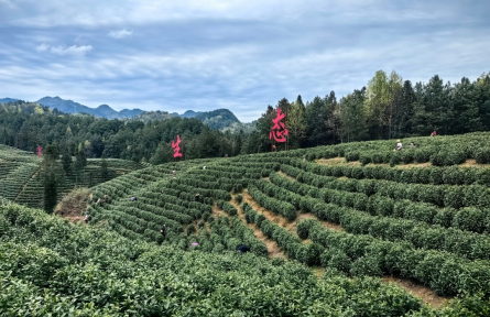 茶农老冯家住了50余名采茶工！贵州德江上堰村：日发务工工资百万元