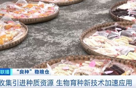 “中国粮”用上“中国种”！种业向智慧化转型，生物育种新技术加速应用