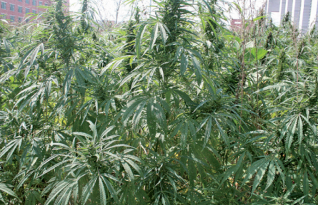 药食同源 云南好物 | 药食两用火麻仁