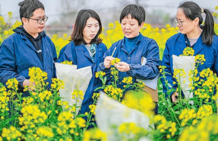 匠心培育优质品种 科技赋能农户增收  “一片菜花黄”绽放山西运城乡村振兴金色希望