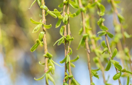 春芽第一鲜，比香椿更嫩！还是清肝高手，简单一拌清鲜回甘，全家抢着吃