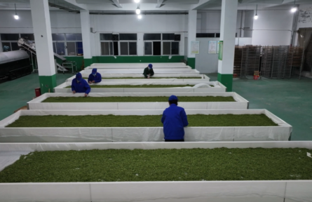 湖北大悟茶叶的“三变”