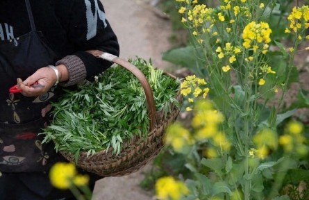春季挖食野菜如何防中毒?