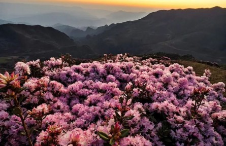 浪漫满分！贵州乌蒙大草原万亩杜鹃花开成海