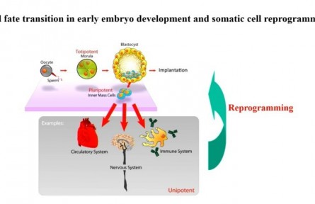 表观遗传决定细胞“命运”,助力大动物智能育种