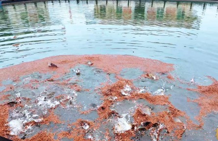 大国粮策|凭实力圈粉海外！中国这条鱼，真香