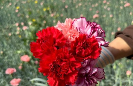 央媒看甘肃 | 甘肃武威“深花巷子”育鲜花