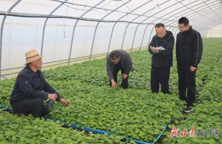 从“看天吃饭”到“知天而作”——甘肃定西马铃薯产业高质量发展背后的气象力量