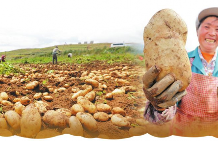 云南马铃薯的本土化与主粮化嬗变