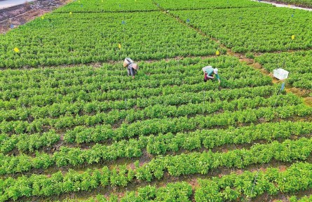 乡村振兴 | 从深山采摘到田间管护——云南普洱思茅区野生蔬菜基地托起村民增收梦