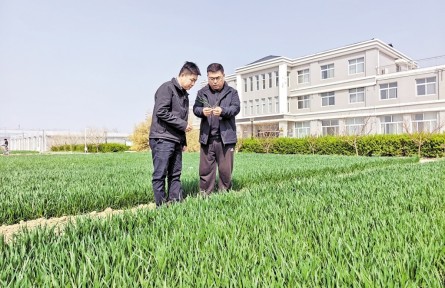 春耕春管一线行：精细试验，为旱碱麦育种打基础