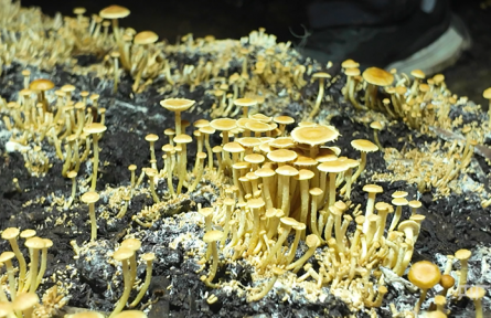 春日里的中国丨棚暖新芽旺 菌香满乡野