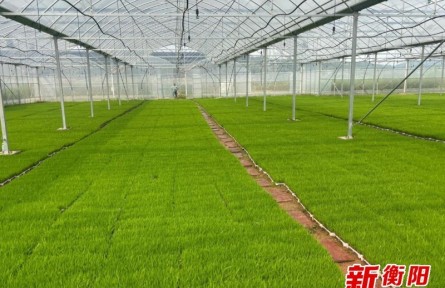 育秧大棚内秧苗长势喜人，岣嵝乡种粮人科技春耕信心足