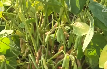 太空育种初见成效 小种子让“中国饭碗”端的更牢
